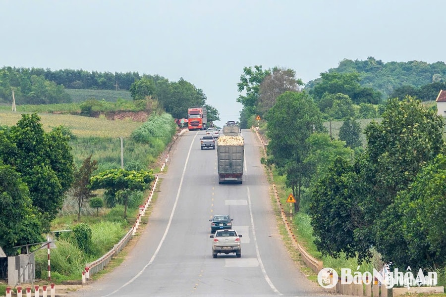 Giữ nguồn nguyên liệu gỗ, bài toán khó không chỉ ở huyện Quỳ Hợp