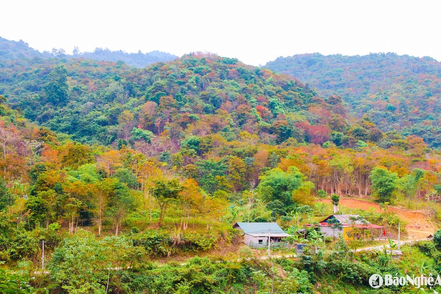 Đẹp ngỡ ngàng những rừng cây miền Tây Nghệ An mùa thay lá