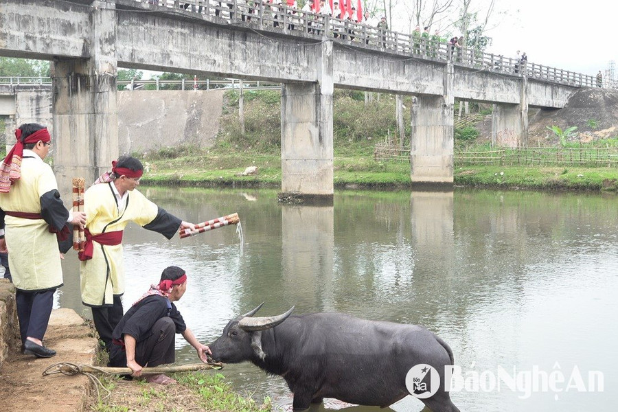 Độc đáo lễ hiến trâu tại hội đền Chín Gian