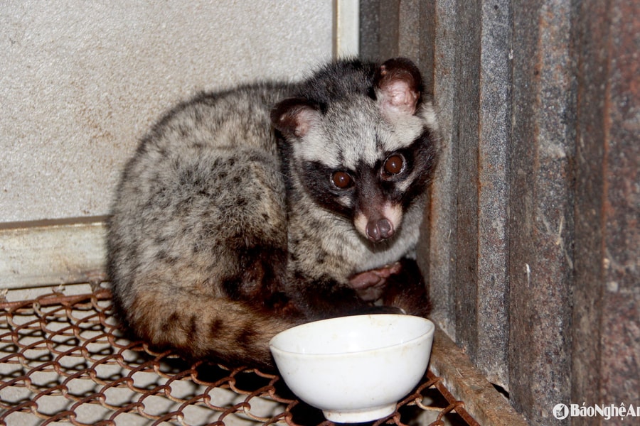 Nuôi cầy hương - mô hình mới ở xã biên giới Quế Phong