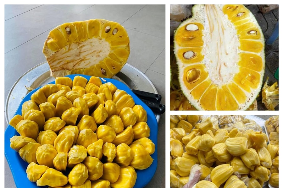 Tuyển chọn giống đặc hữu trồng thâm canh, tiến tới xây dựng thương hiệu mít dai Nghệ An