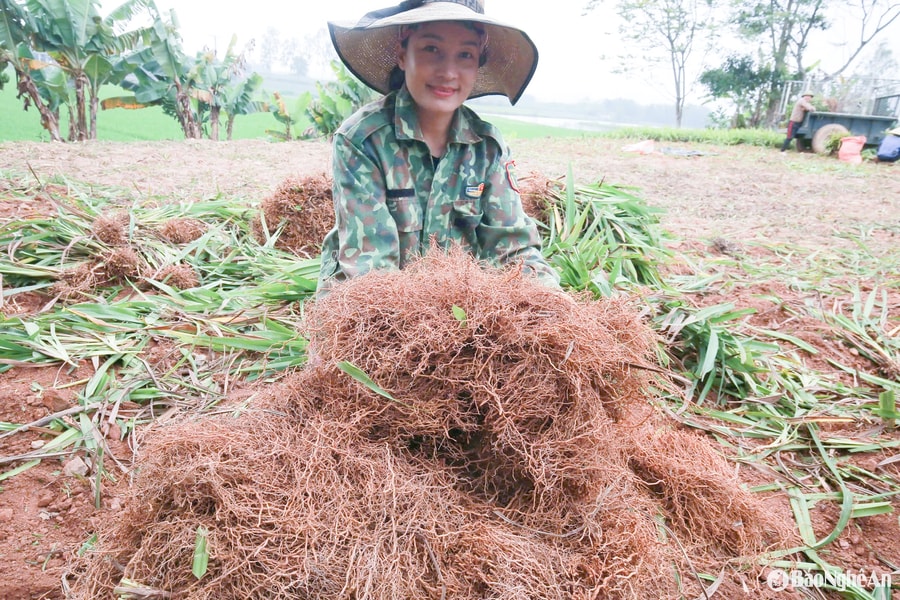 'Vàng xanh' trên đất đồi Nghệ An