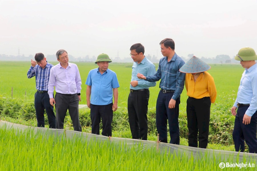 Phó Chủ tịch UBND tỉnh kiểm tra sản xuất nông nghiệp tại Đô Lương và Yên Thành