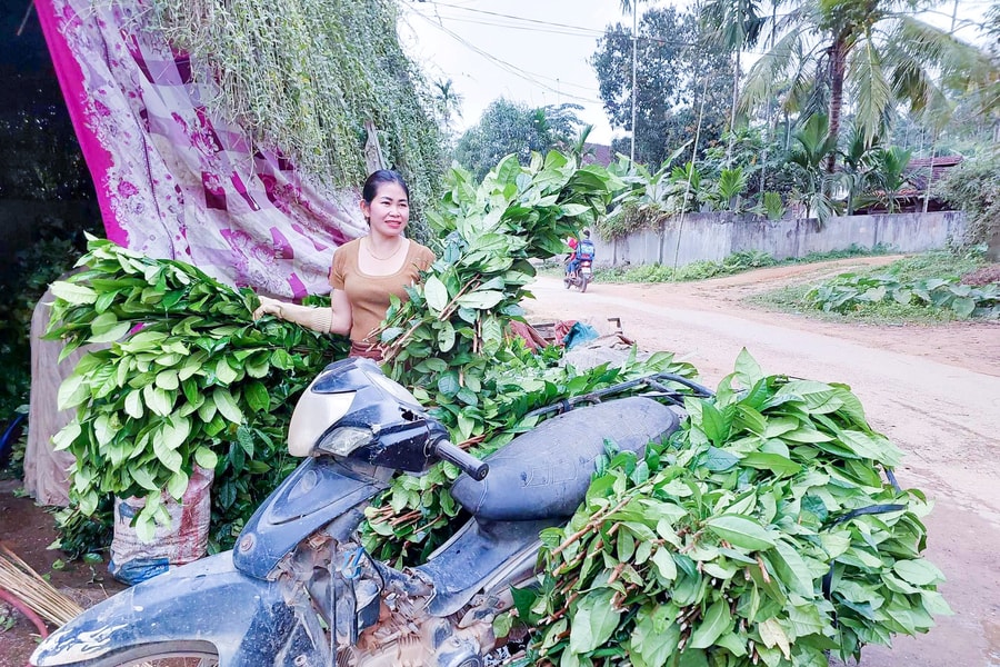 Mất mùa, chè xanh Nghệ An giá tăng gấp đôi
