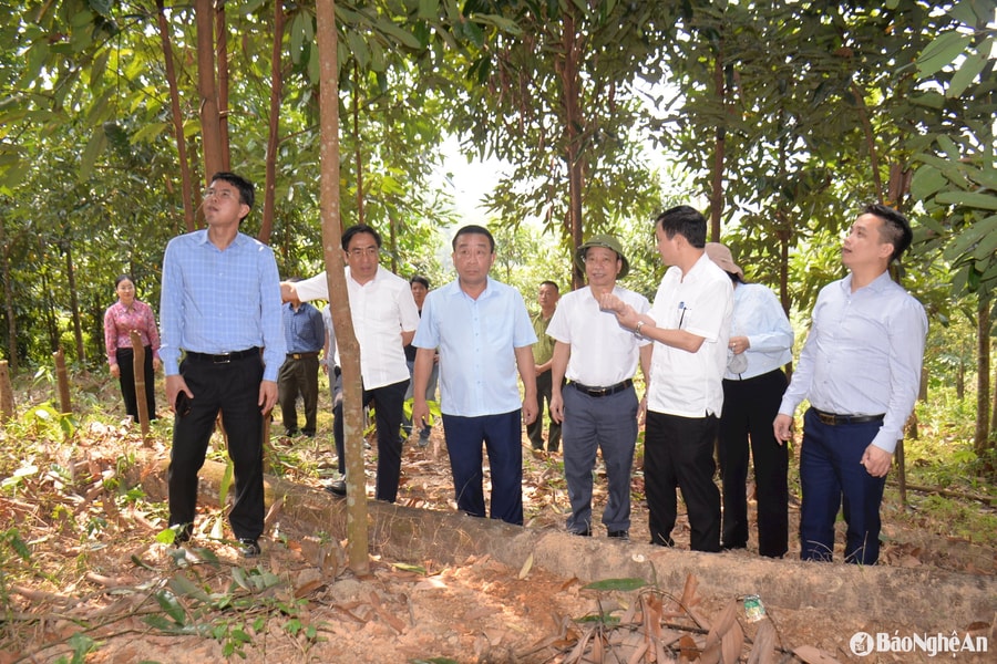 Phó Chủ tịch UBND tỉnh Nguyễn Văn Đệ kiểm tra công tác quản lý rừng ở Quế Phong, Tương Dương