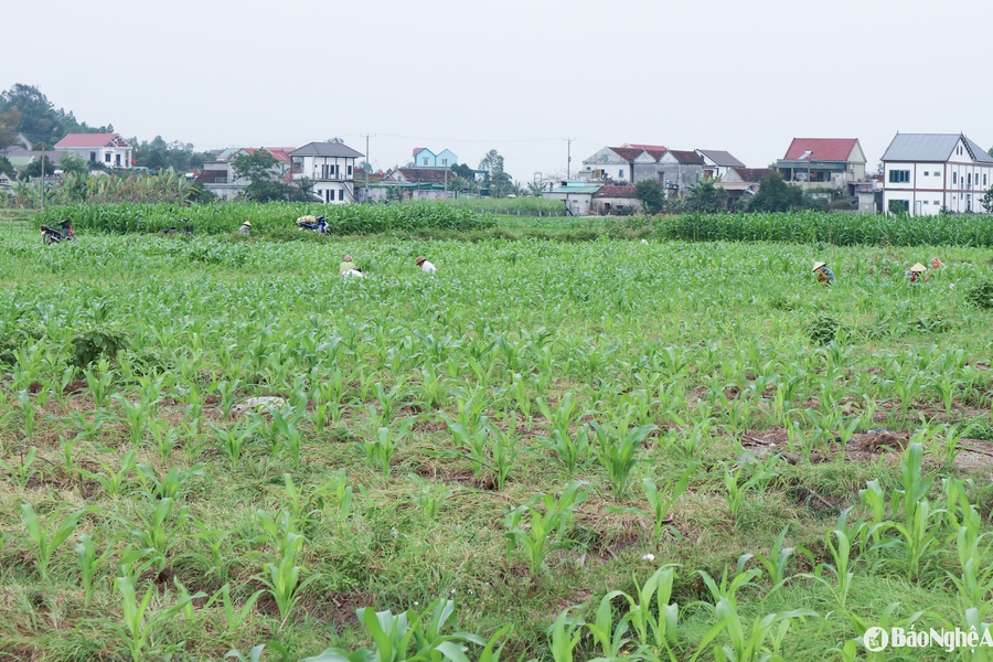 Nông dân Nghệ An tất bật thu hoạch hành tăm OCOP