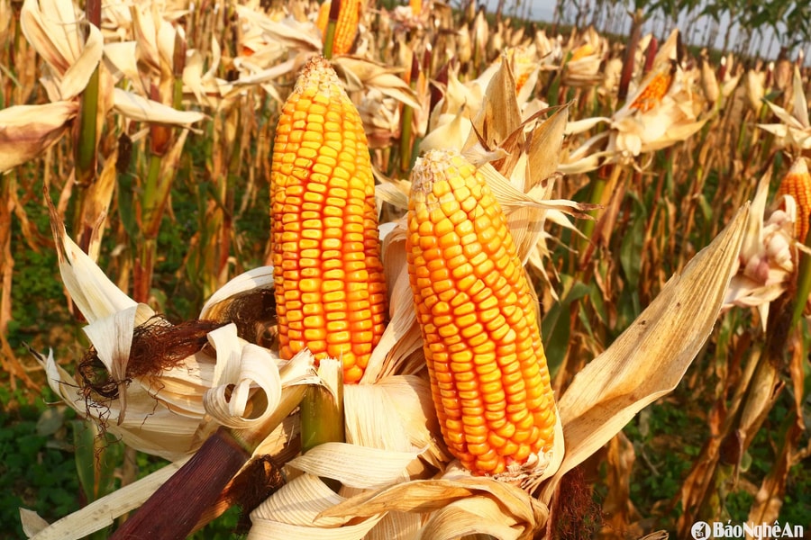 Nông dân ven sông Lam được mùa ngô bãi