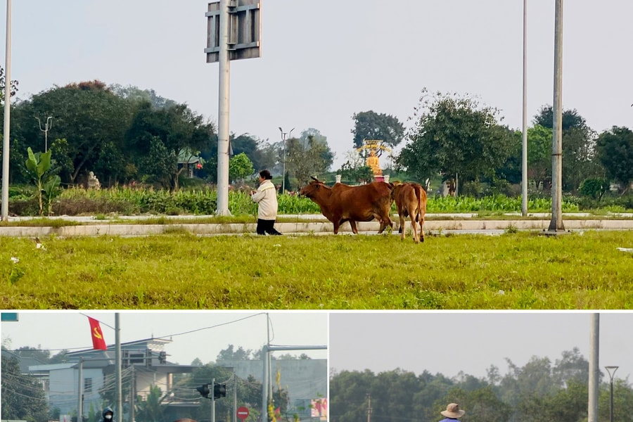 Nhiều người đi sai làn đường; Gia súc bị chăn thả trên tuyến Đại lộ Vinh - Cửa Lò
