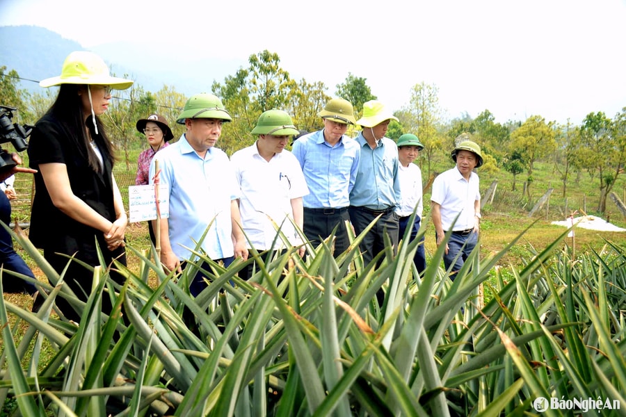 Tri Lễ (Quế Phong) sẽ trồng 500ha dứa nguyên liệu