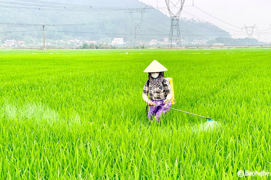 Nông dân Nghệ An tích cực phòng trừ sâu bệnh hại lúa ở giai đoạn cao điểm