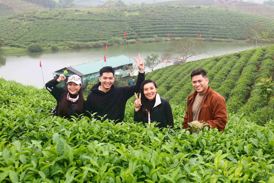 Đảo chè Cầu Cau có gì hấp dẫn du khách dịp nghỉ lễ?