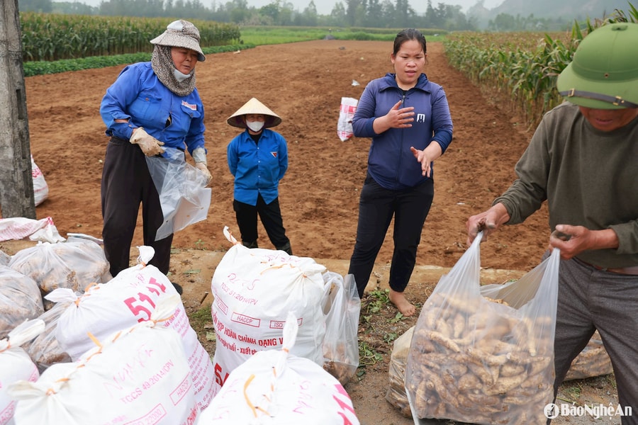 Thương lái tấp nập thu mua khoai đông ở Nghệ An