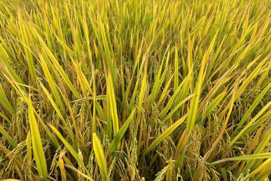 Nỗ lực nghiên cứu chọn tạo giống ngô, lúa của Thai Binh Seed