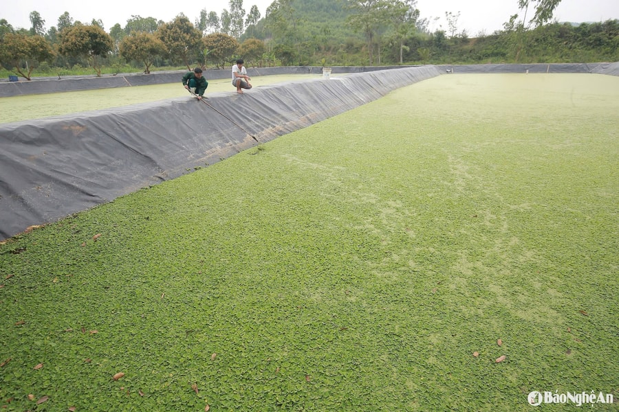 Nông dân Nghệ An thu lãi khá từ nuôi ốc bươu đen trong ao lót bạt