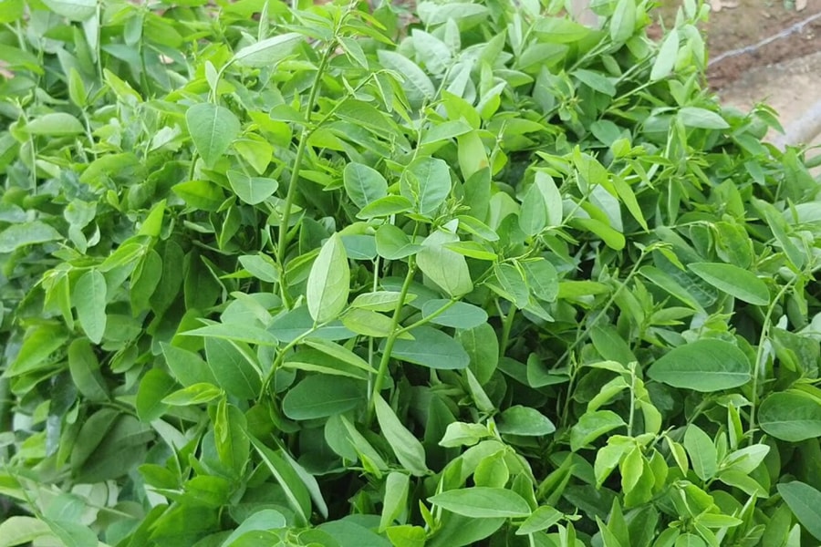 Rau ngót là 'thần dược mùa hè' nhưng không phải ai ăn cũng tốt