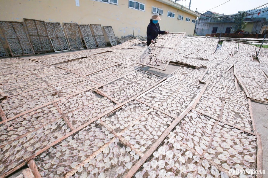 Đặc sản mực 'đắt hàng' đầu mùa du lịch, ngư dân Nghệ An bội thu