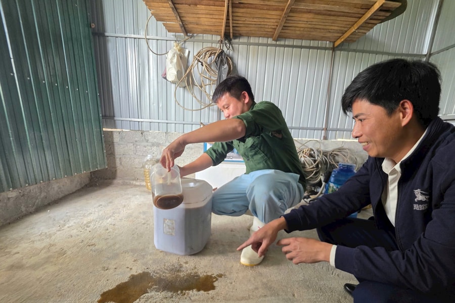 Nông dân Nghệ An sản xuất phân bón lá từ giun quế