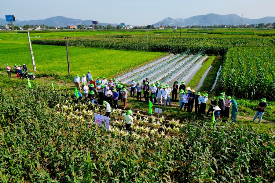 Giống ngô nếp TBM18 với triển vọng cho năng suất và chất lượng vượt trội