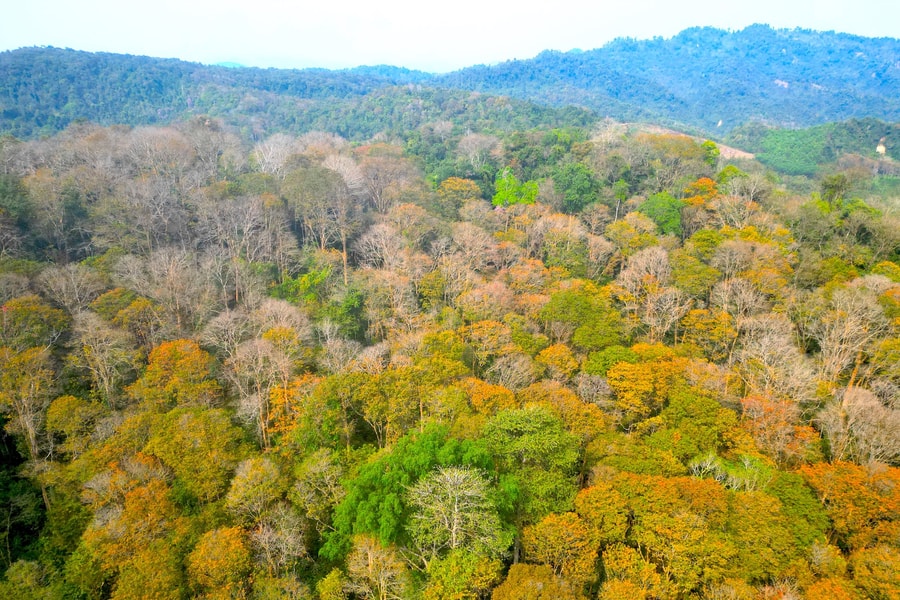 Nghệ An chú trọng xã hội hóa nghề rừng, phát triển lâm nghiệp bền vững