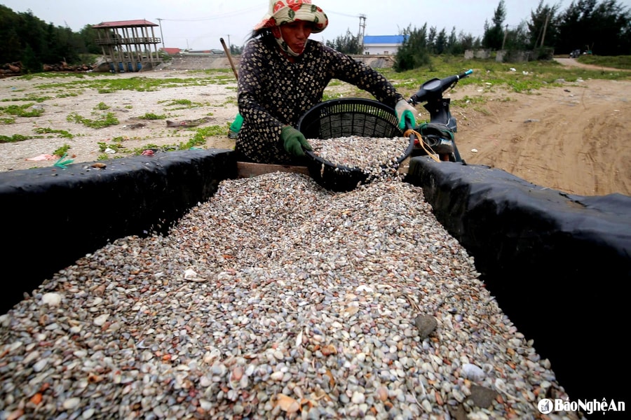 Ngư dân Nghệ An vào mùa cào dắt biển