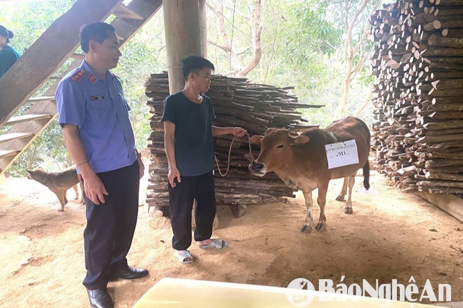 Bi hài chuyện xét nghiệm ADN cho bò