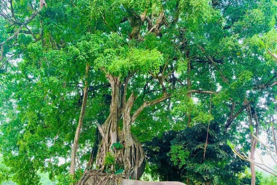 Cây sanh dáng thế ' cổ - kỹ - mỹ' ở Nghệ An - kiệt tác thiên tạo