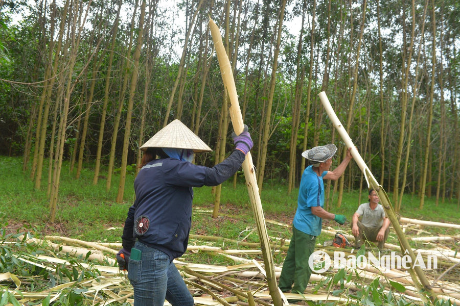 Keo non bị khai thác ồ ạt, nhà máy chế biến 'đói' nguyên liệu