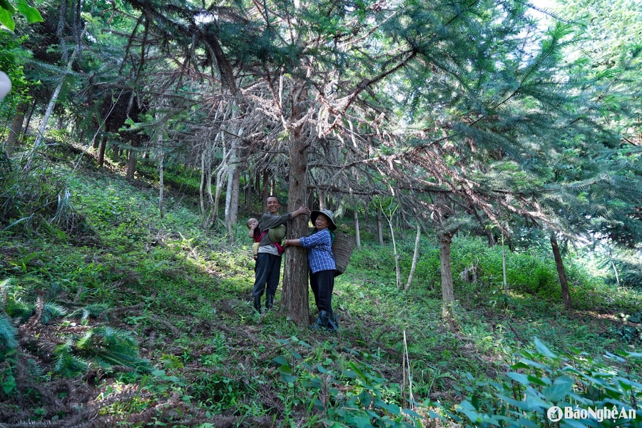 Người tiên phong tái sinh rừng samu ở Na Ngoi