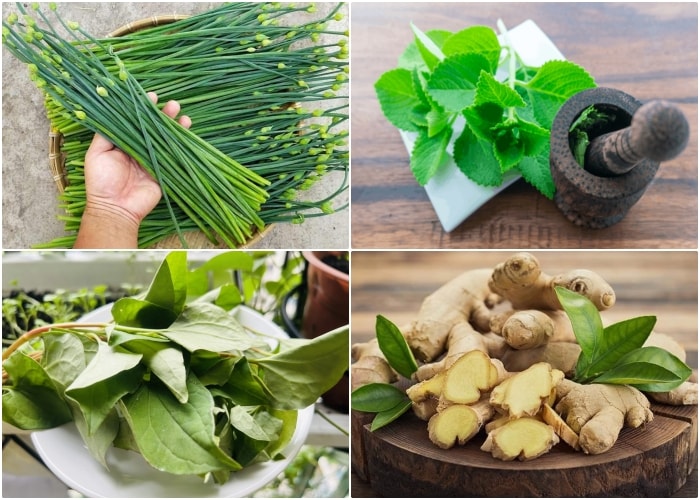 Bài thuốc chữa viêm họng từ cây cỏ quanh nhà