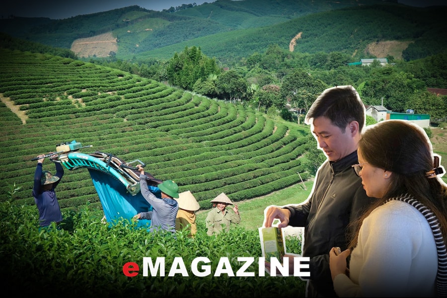 Xây dựng thương hiệu mạnh cho ‘chè Nghệ An’