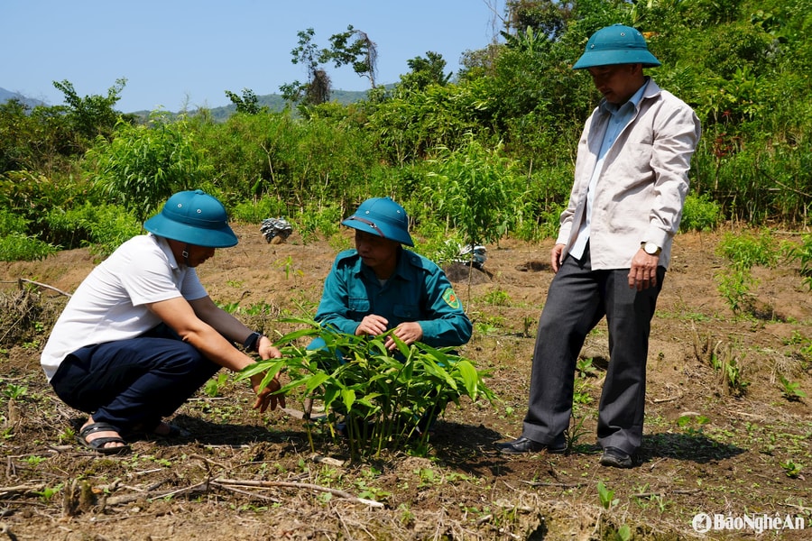 Người Mông ở Tây Sơn phát triển kinh tế xanh từ cây sa nhân tím