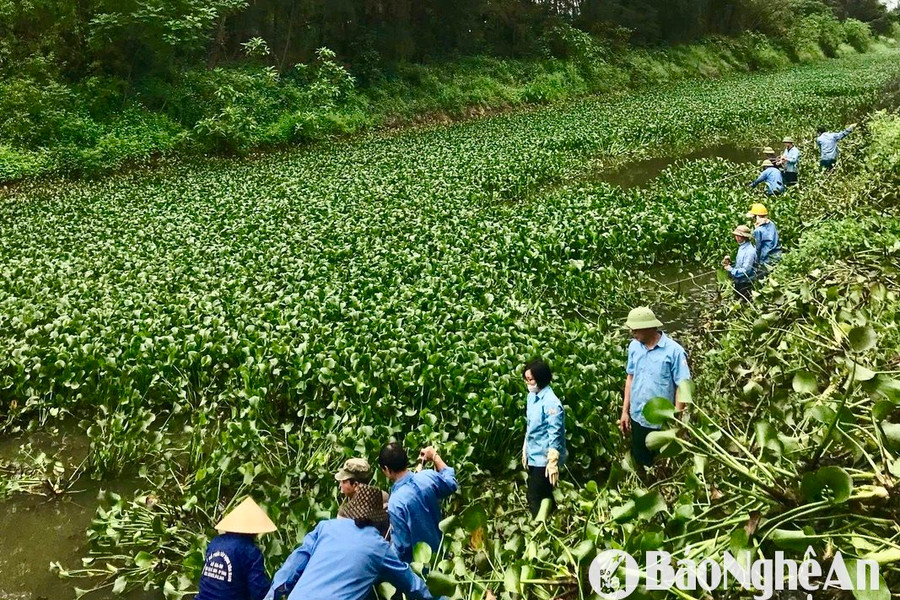 Xử lý bèo tây, đảm bảo nguồn nước tưới cho lúa xuân làm đòng trổ bông ở Nghệ An