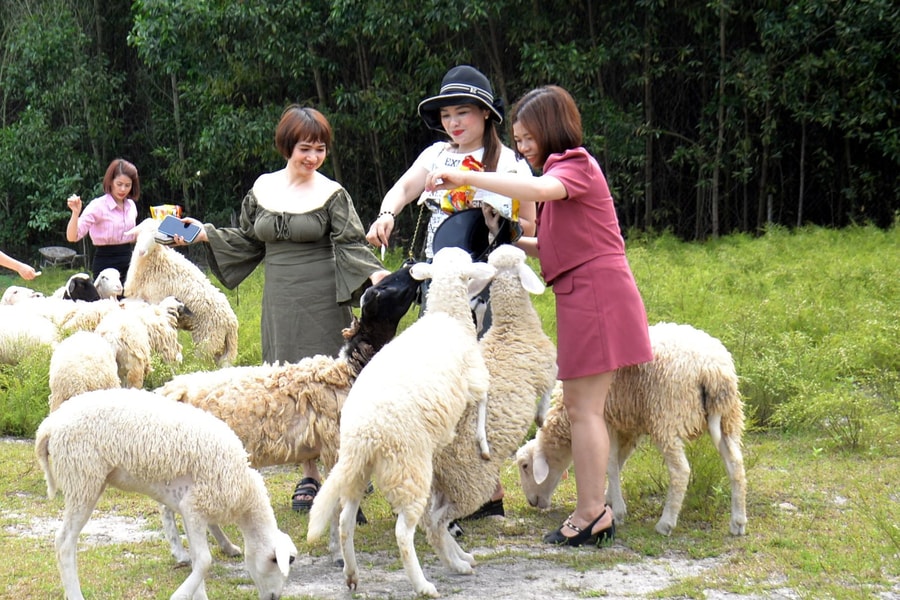 Check-in cực chất tại Trại cừu Nghệ An - nơi có đồng cỏ, cừu trắng và nắng vàng
