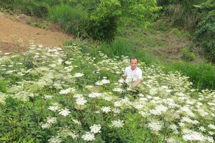 Lão nông người Mông và trang trại cây bản địa trên núi Puxailaileng