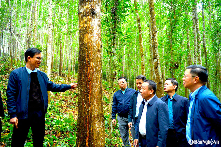 Đơn vị lá cờ đầu ngành lâm nghiệp Nghệ An mang tên dòng sông Hiếu