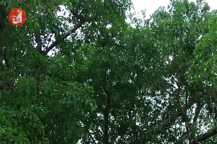 Kỳ vĩ cây đa chợ Láng