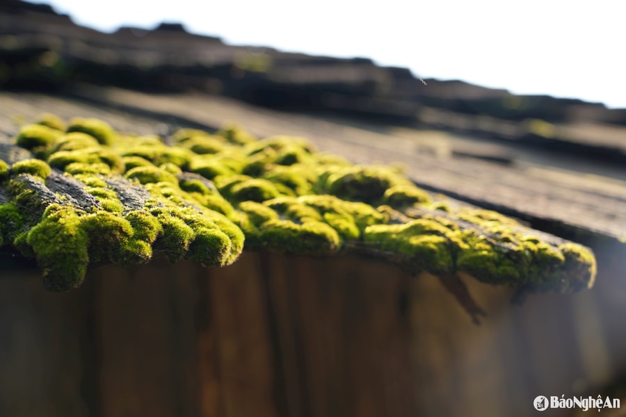 Mái samu - Di sản trăm năm ở Kỳ Sơn