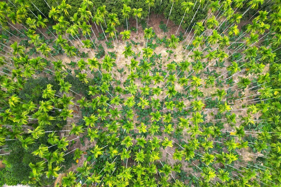 Độc đáo vườn cau hơn 1000 gốc ở Yên Thành