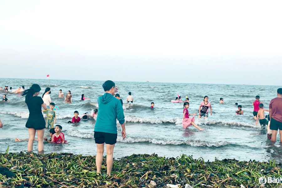 Cần xử lý triệt để tình trạng bèo tây, rác thải ở bãi biển Diễn Thành