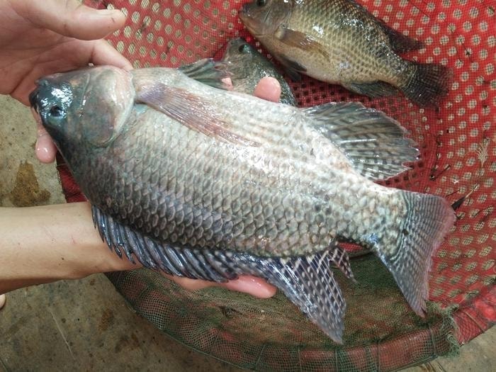 Nuôi cá rô phi xuất khẩu - tiềm năng và lợi thế