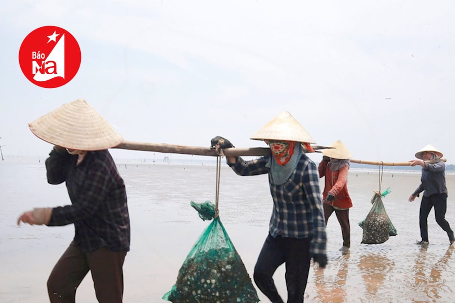 Mùa ngao tất bật trên bãi ngang Nghệ An