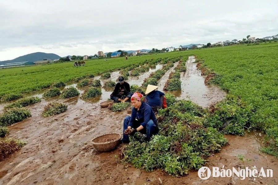 Lạc vụ Xuân mất mùa, nông dân Nghệ An thất thu