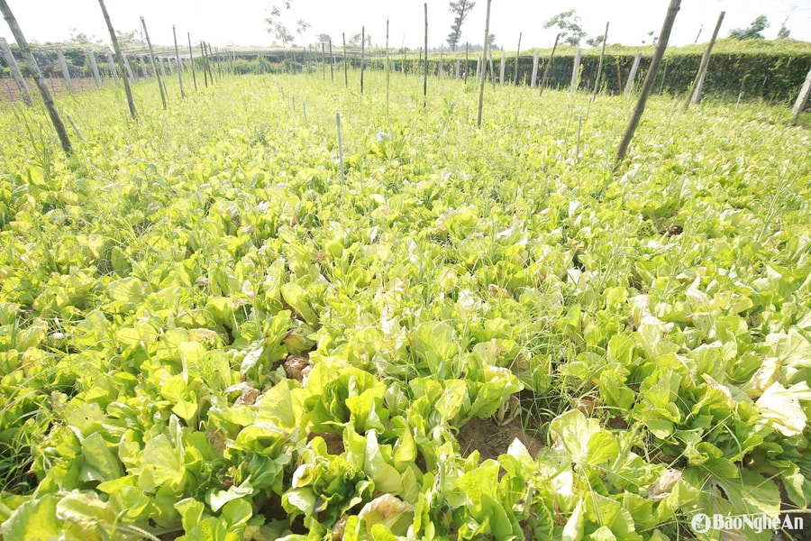 Mưa trái mùa, rau xanh ở Nghệ An rớt giá