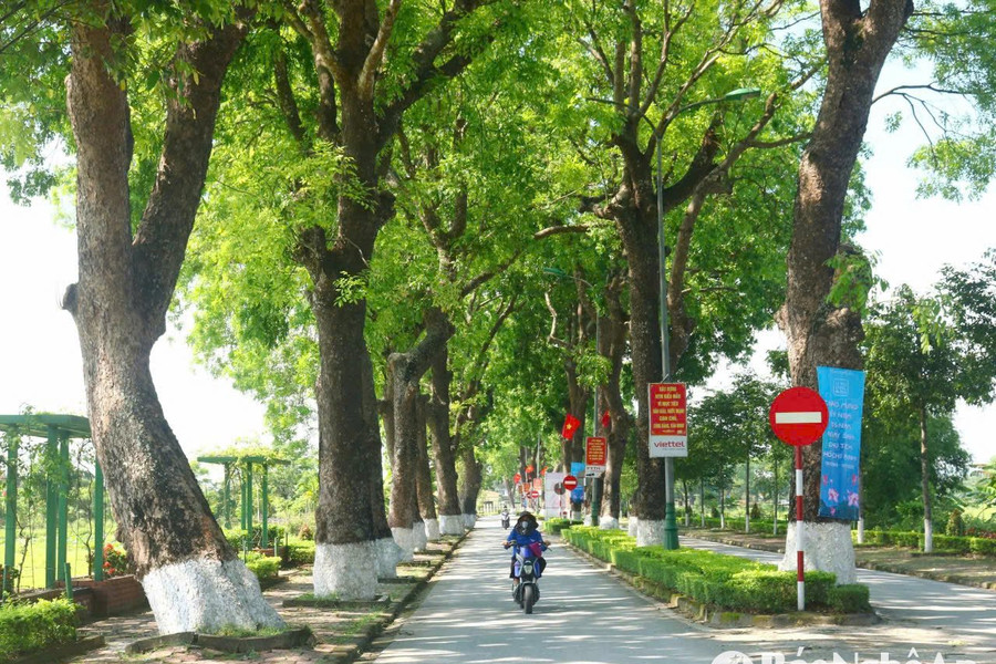 Những con đường xanh mát bóng cây ở Kim Liên