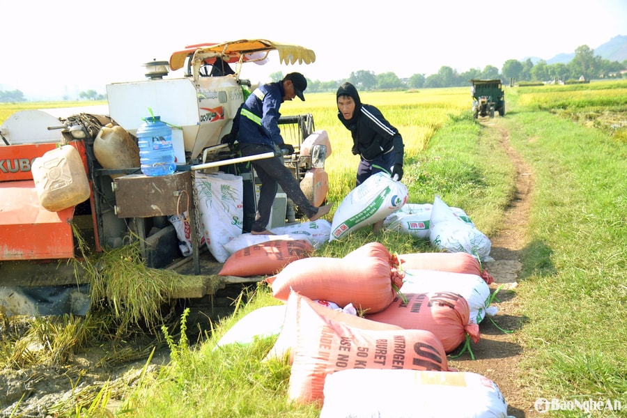 Nông dân Nghệ An hối hả thu hoạch lúa vụ Xuân