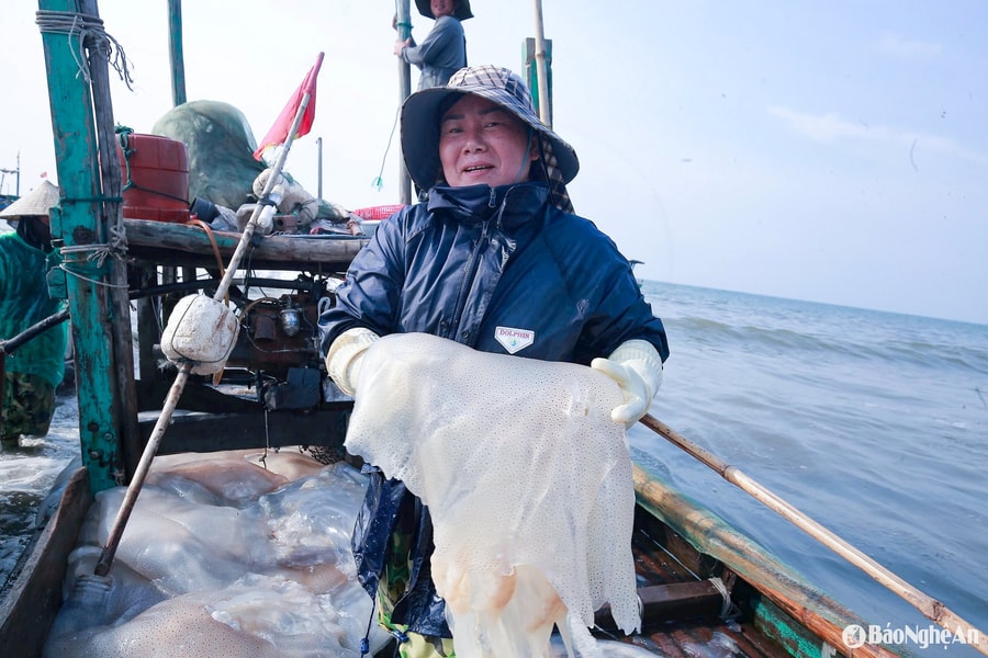 Ngư dân Nghệ An vào mùa đánh bắt sứa biển