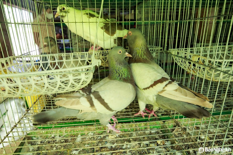 Nuôi bồ câu Titan Thái, chàng trai trẻ thu nhập trăm triệu đồng mỗi năm