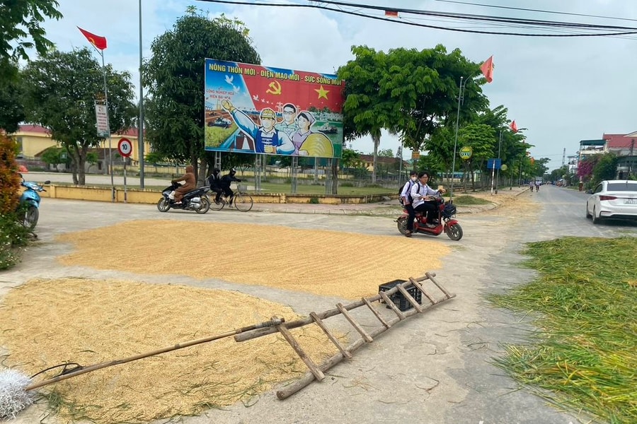 Lòng đường biến thành sân phơi lúa, tiềm ẩn nguy cơ tai nạn giao thông