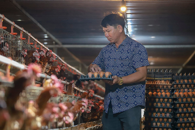Trứng gà giảm giá còn hơn 1.000 đồng/quả vì tin đồn thất thiệt