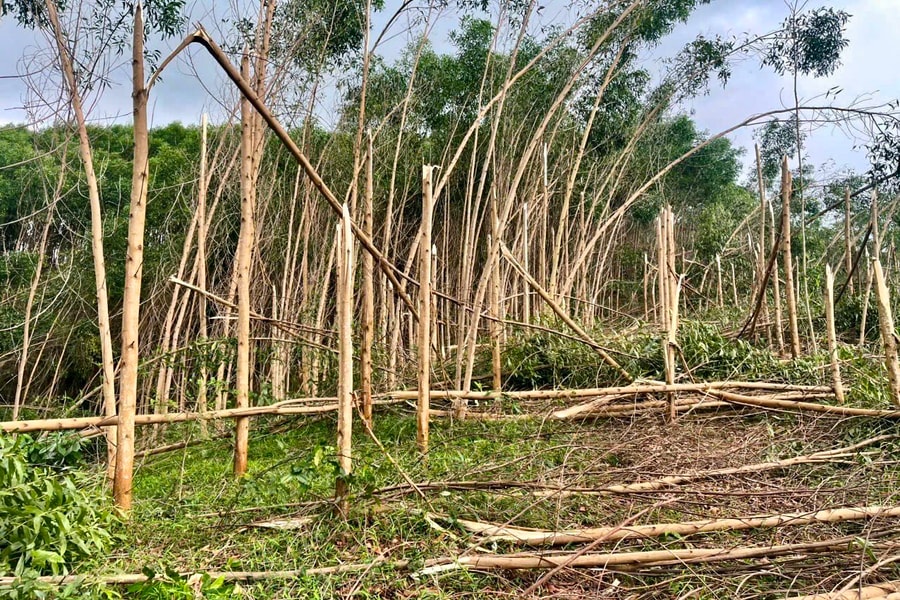 Nhiều vườn keo nguyên liệu ở Tân Kỳ gãy đổ do giông lốc